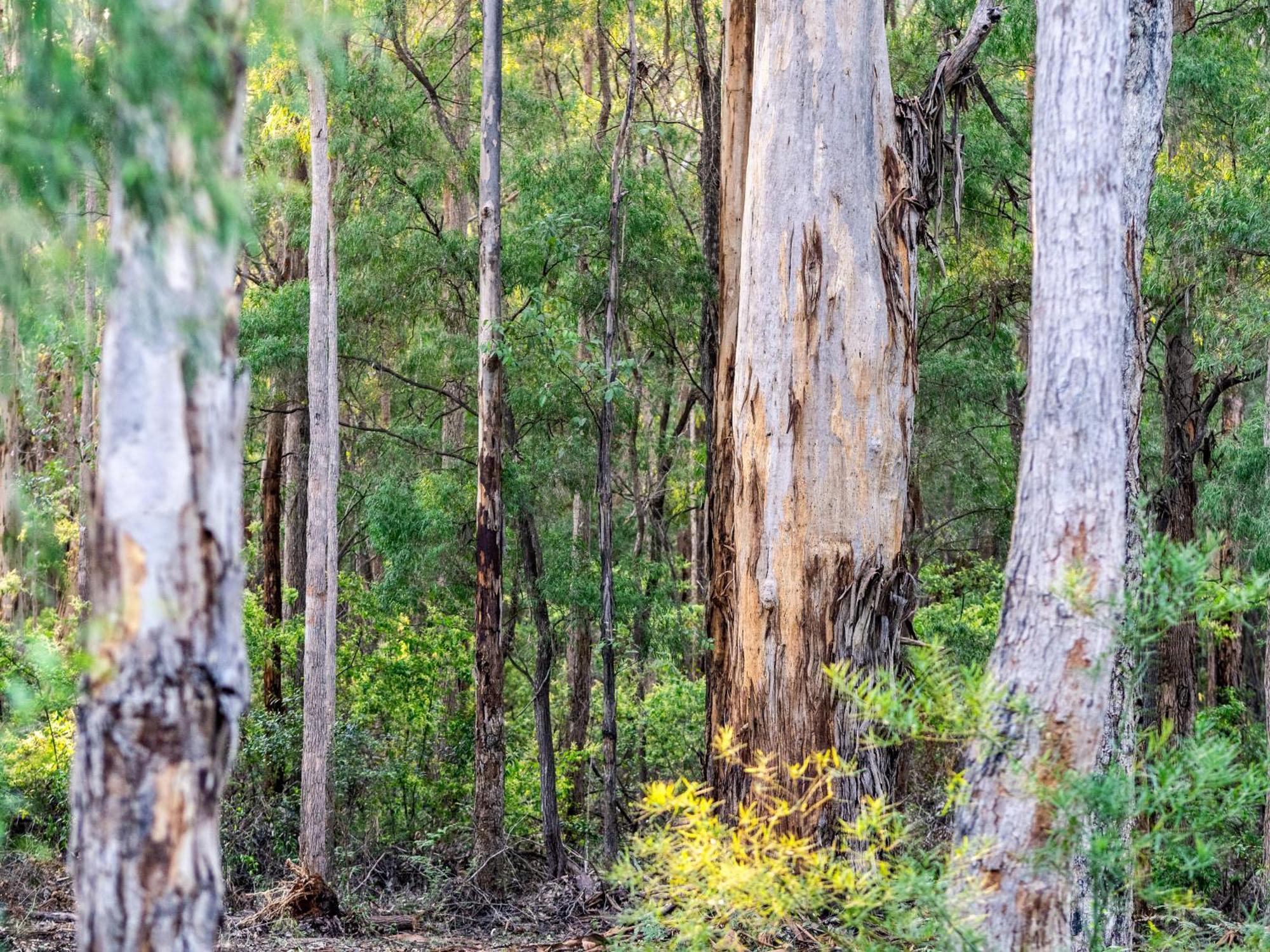 Jarrah Grove Forest Retreat - Adults Only Luxury Chalet Rosa Glen ภายนอก รูปภาพ
